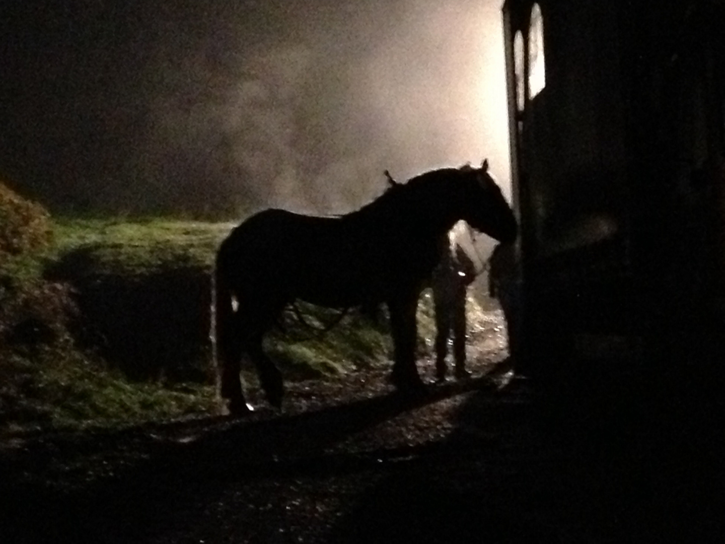 Pferd in der Nacht