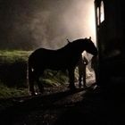 Pferd in der Nacht