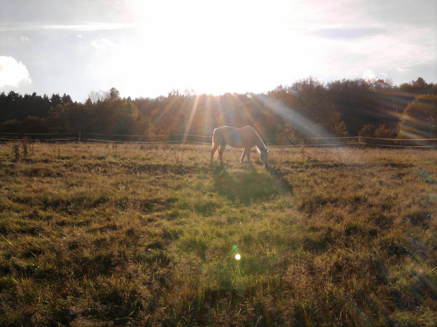 pferd in der sonne