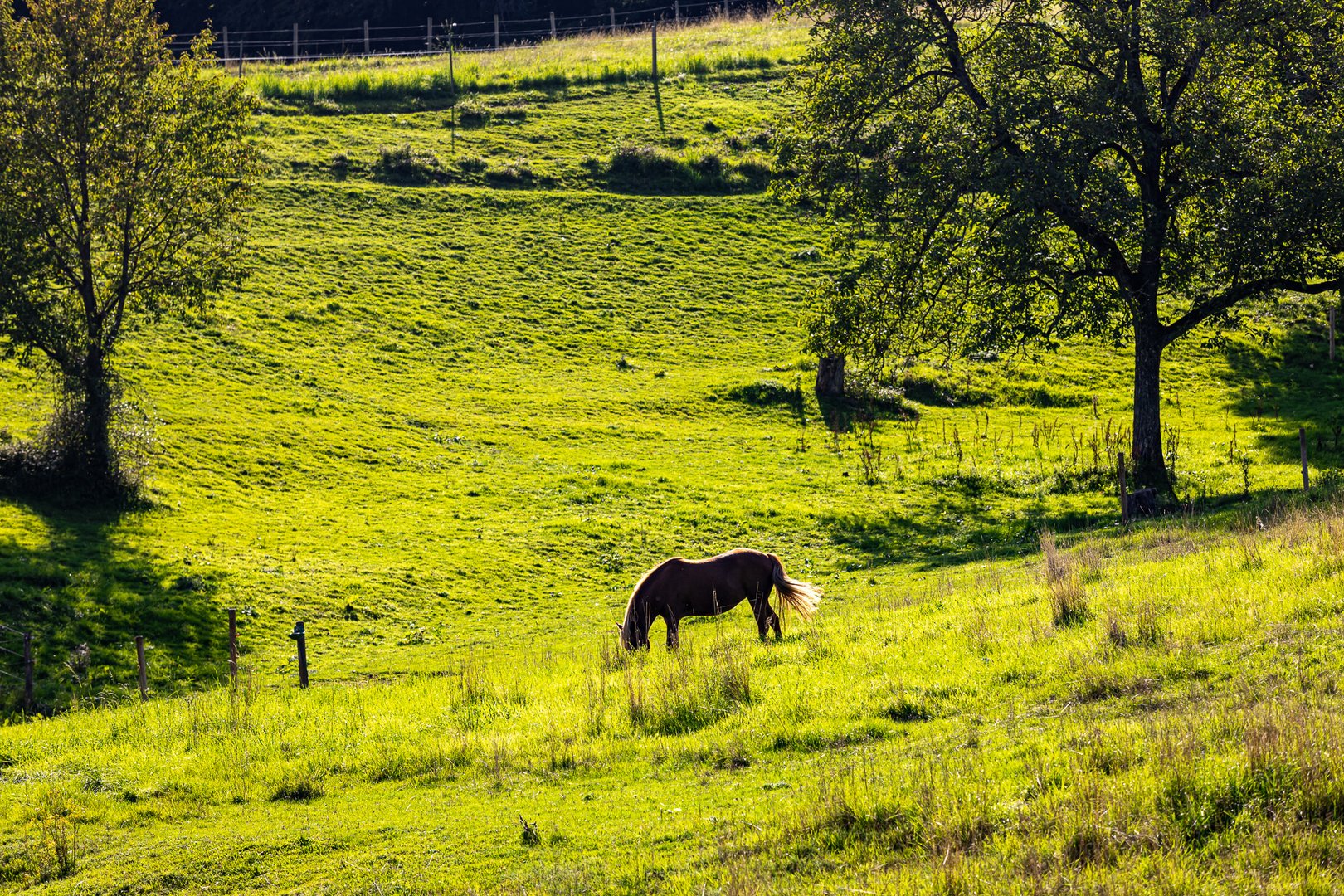 Pferd in der Sonne