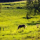 Pferd in der Sonne