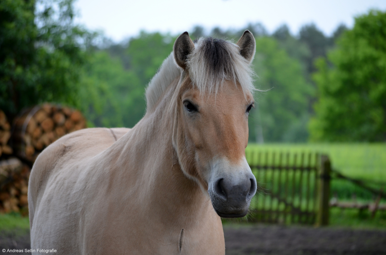 Pferd in der Südheide