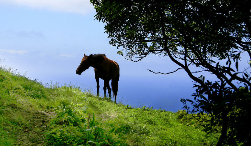 Pferd in der Wildnis