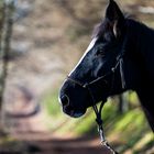 Pferd in der Wintersonne