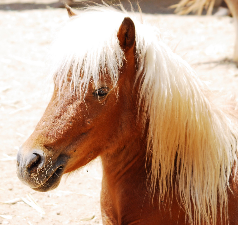 Pferd in der Wüste