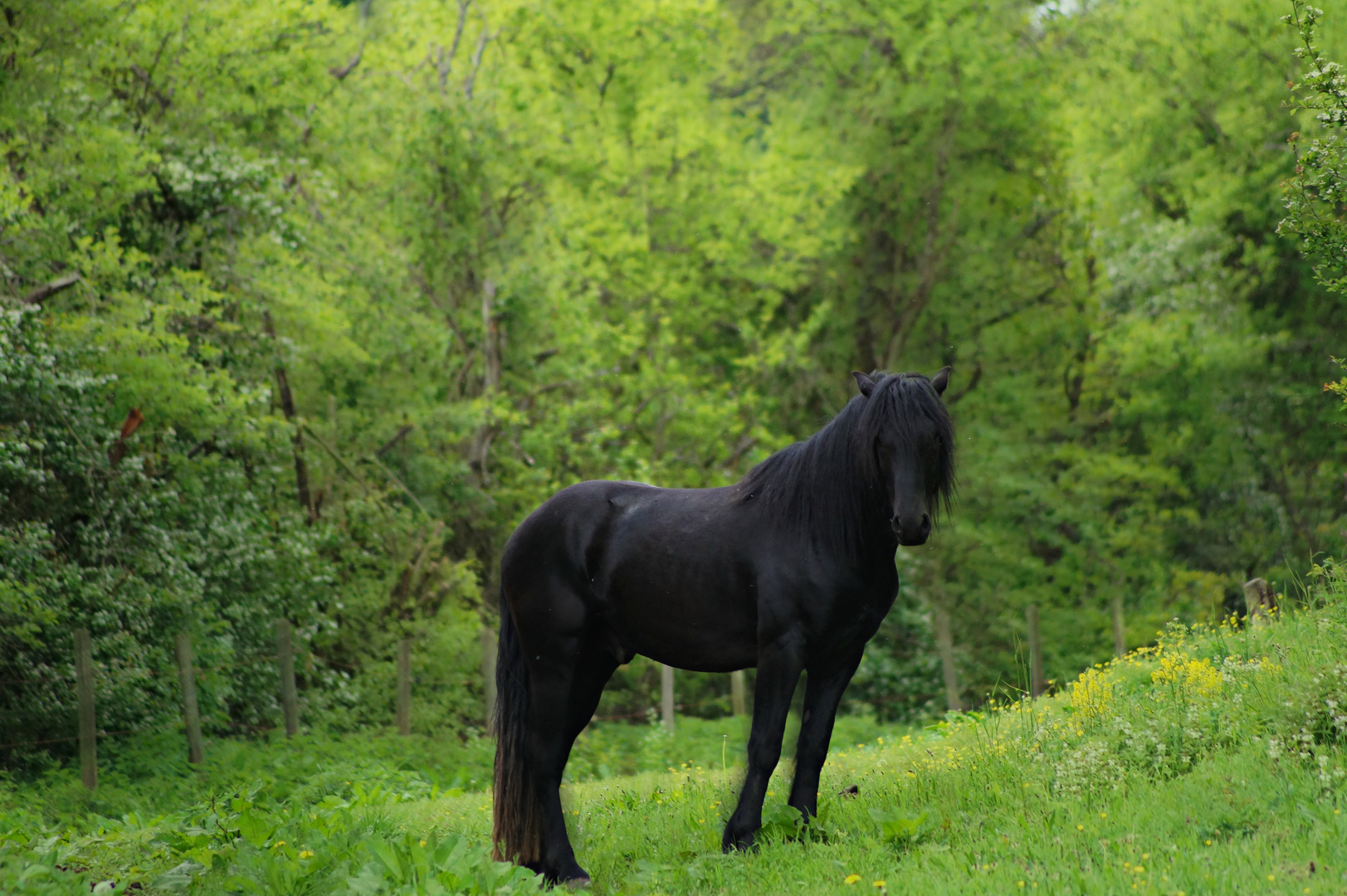 Pferd in freier Natur