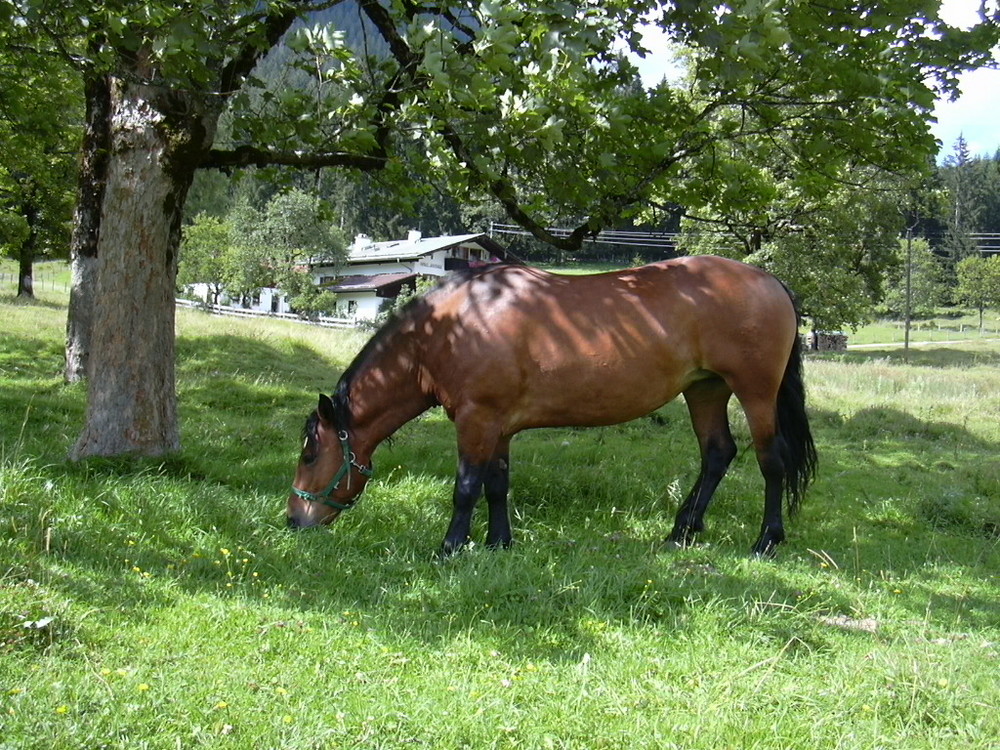 Pferd in freier Wildbahn