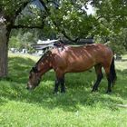 Pferd in freier Wildbahn