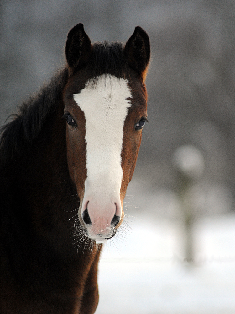 Pferd in Hembergen