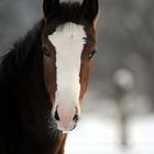 Pferd in Hembergen