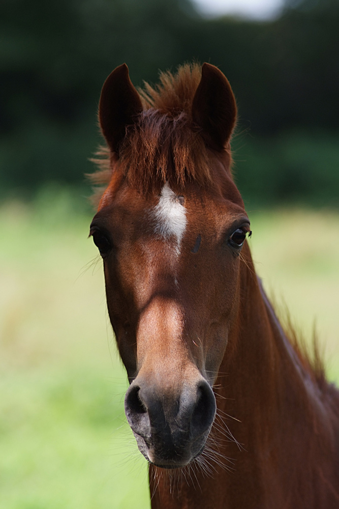 Pferd in Hembergen