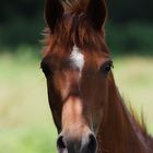 Pferd in Hembergen