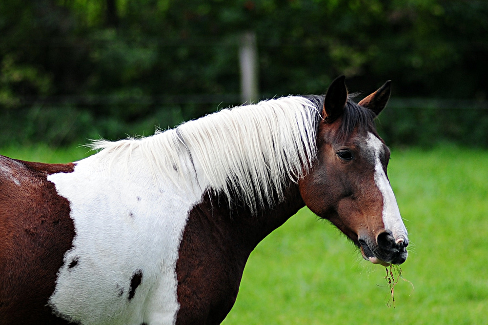 Pferd in Hembergen