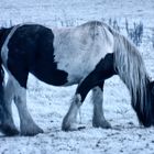 Pferd in infrarot