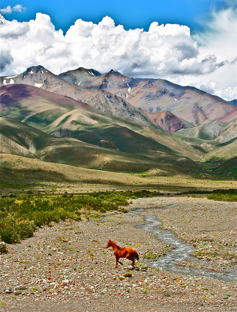 Pferd in Las Lenas Argentina