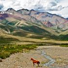 Pferd in Las Lenas Argentina