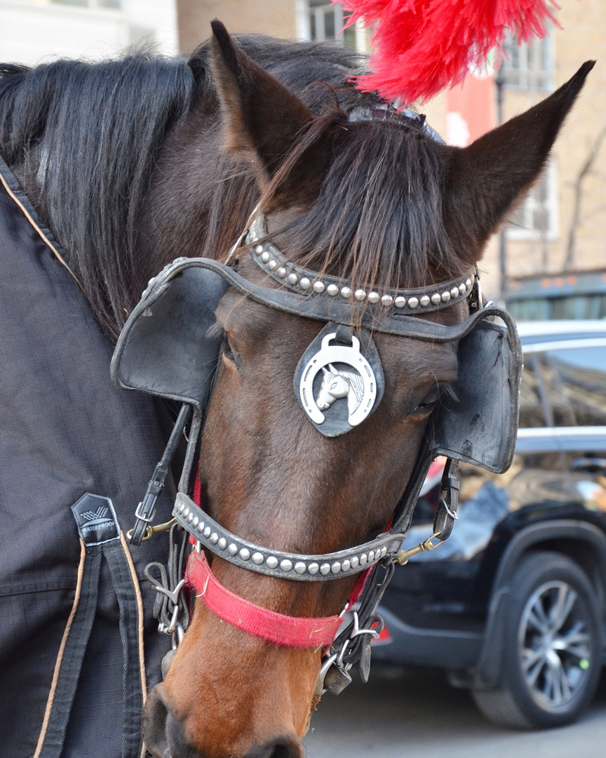 Pferd in NYC