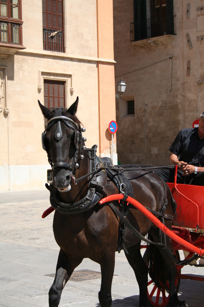 Pferd in Palma