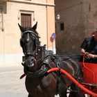 Pferd in Palma