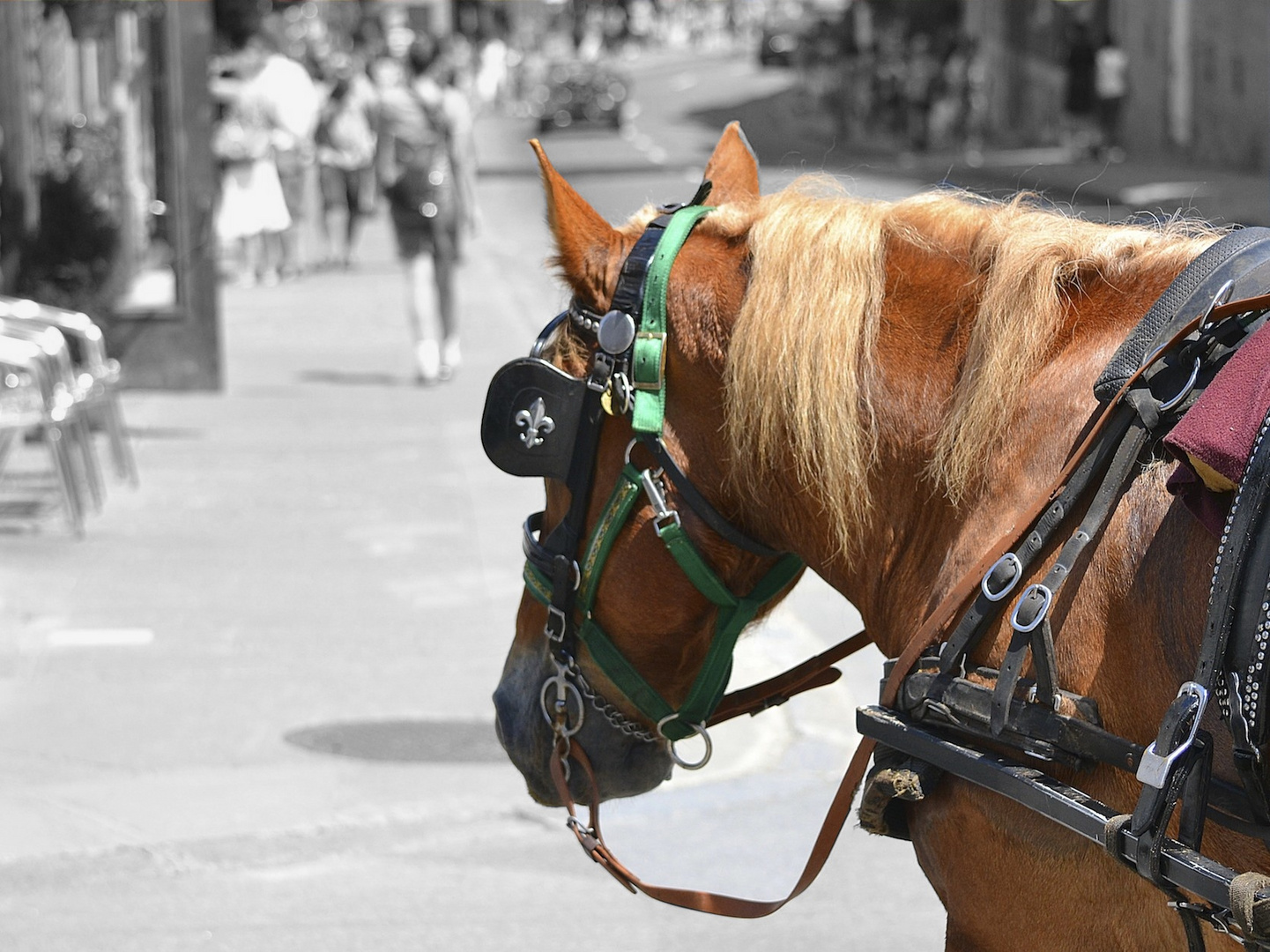 Pferd in Quebec