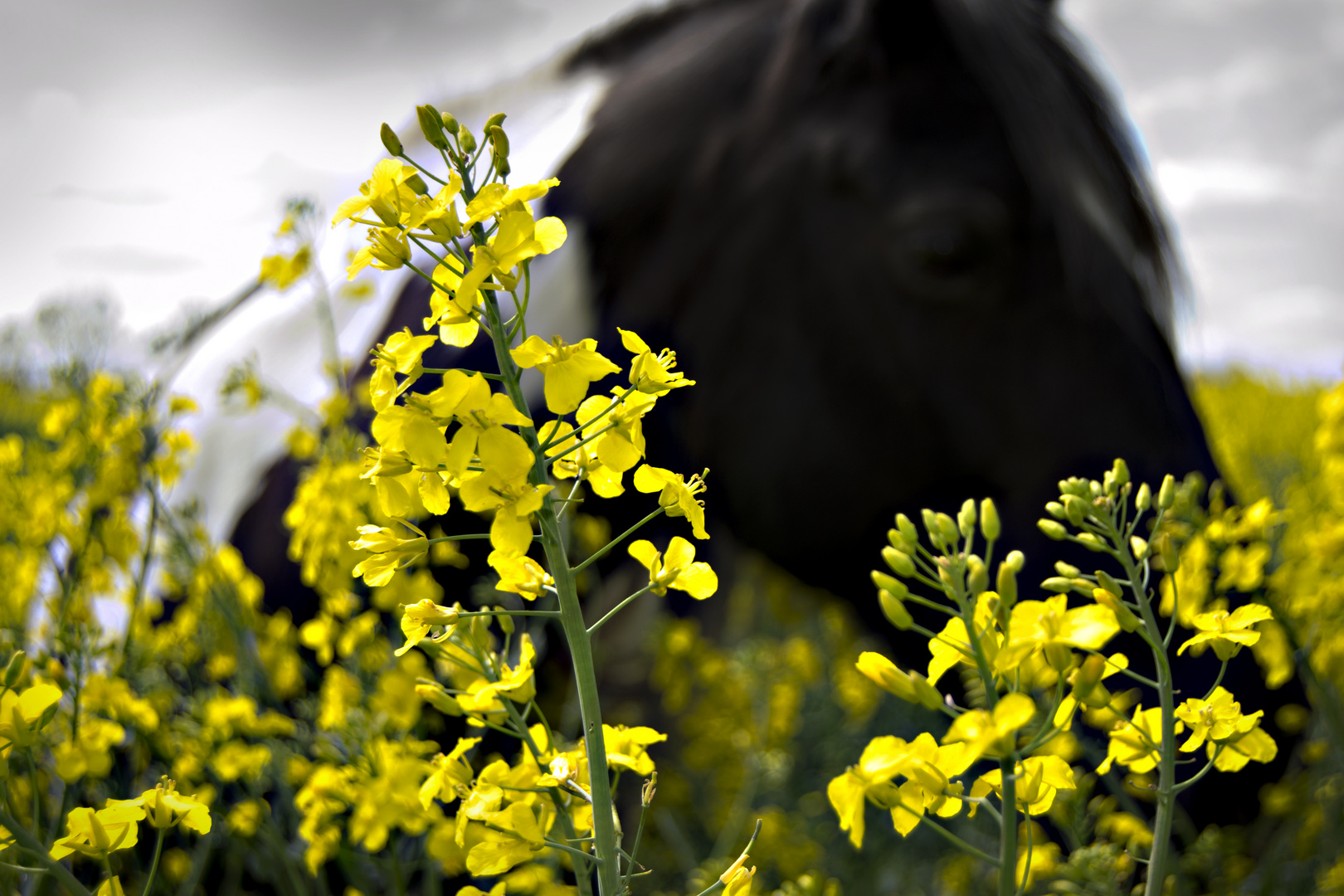 Pferd in Rapsfeld