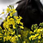 Pferd in Rapsfeld