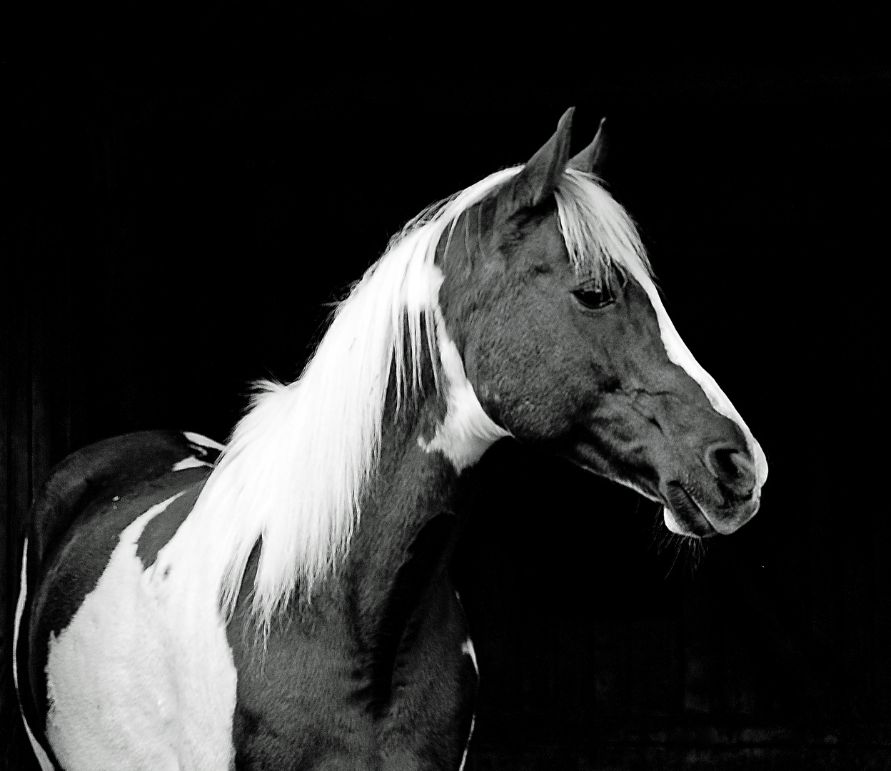 Pferd In Schwarz Weiss Low Key Foto Bild Tiere Haustiere Pferde Esel Maultiere Bilder Auf Fotocommunity