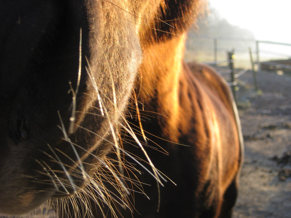 Pferd in ungewöhnlicher Perspektive