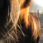 Pferd in ungewöhnlicher Perspektive