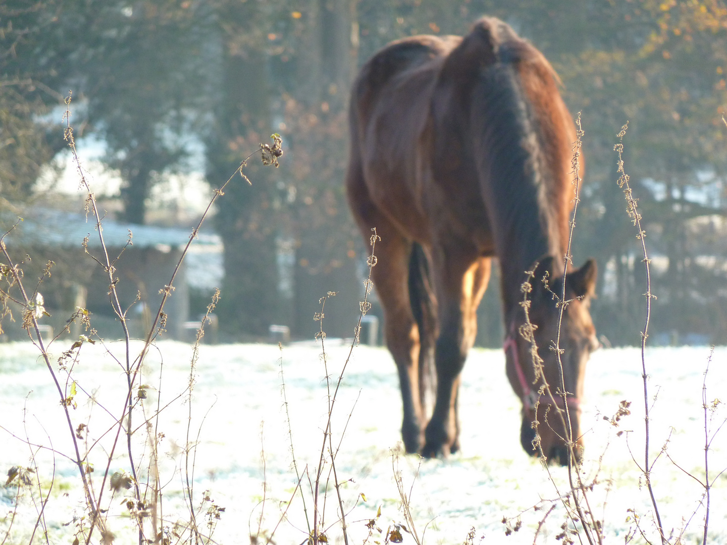 Pferd in Unschärfe