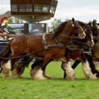 Pferd International München Riem