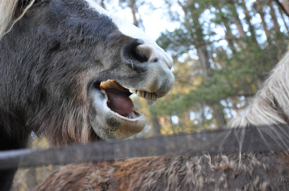 Pferd isst Brot !