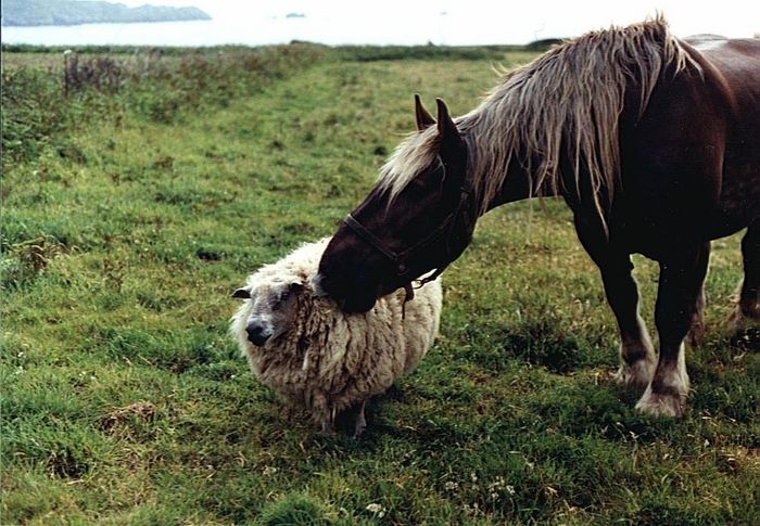 Pferd ißt Schaf