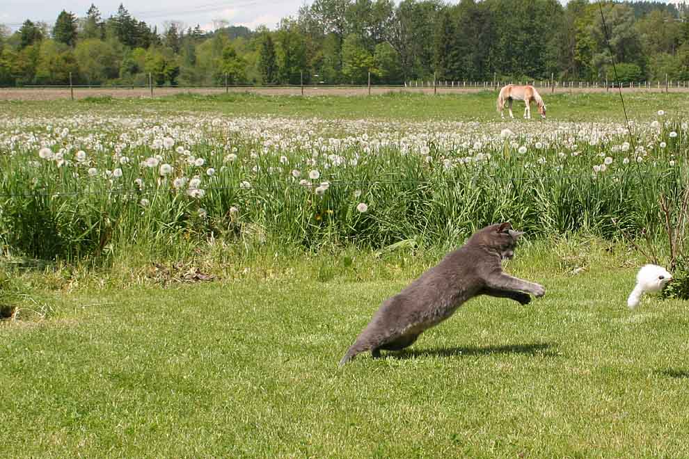 Pferd Katze Maus