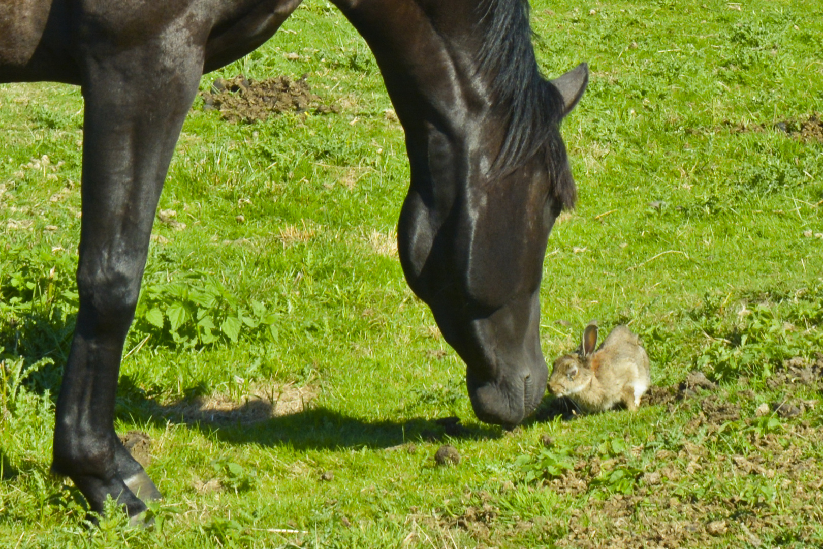 Pferd knutscht Wildkanninchen