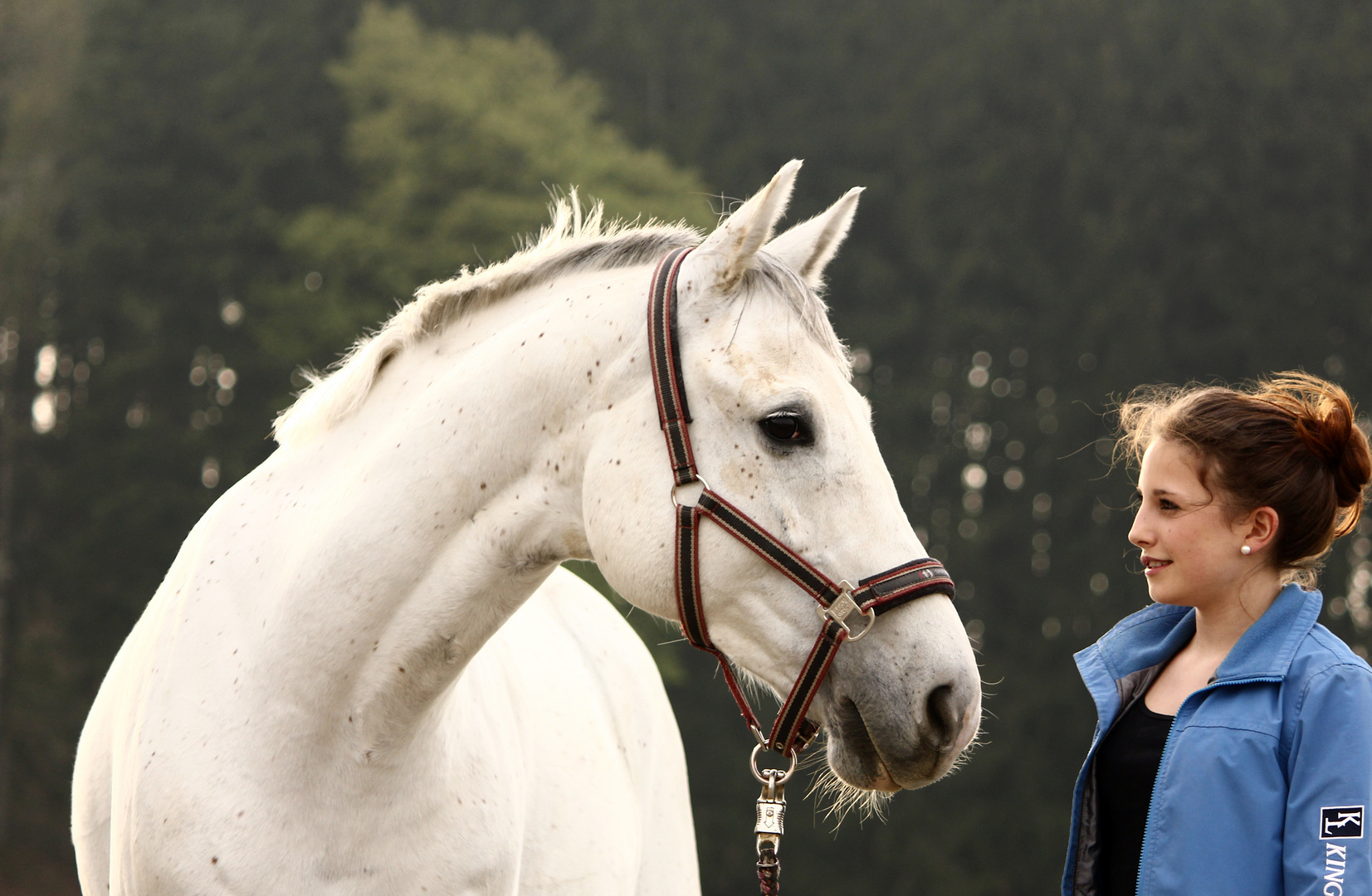 Pferd - Mensch Foto & Bild | sport, pferd, schimmel Bilder ...