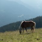 Pferd mit Aussicht