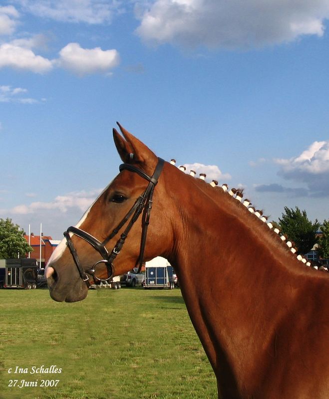 Pferd mit Austrahlung