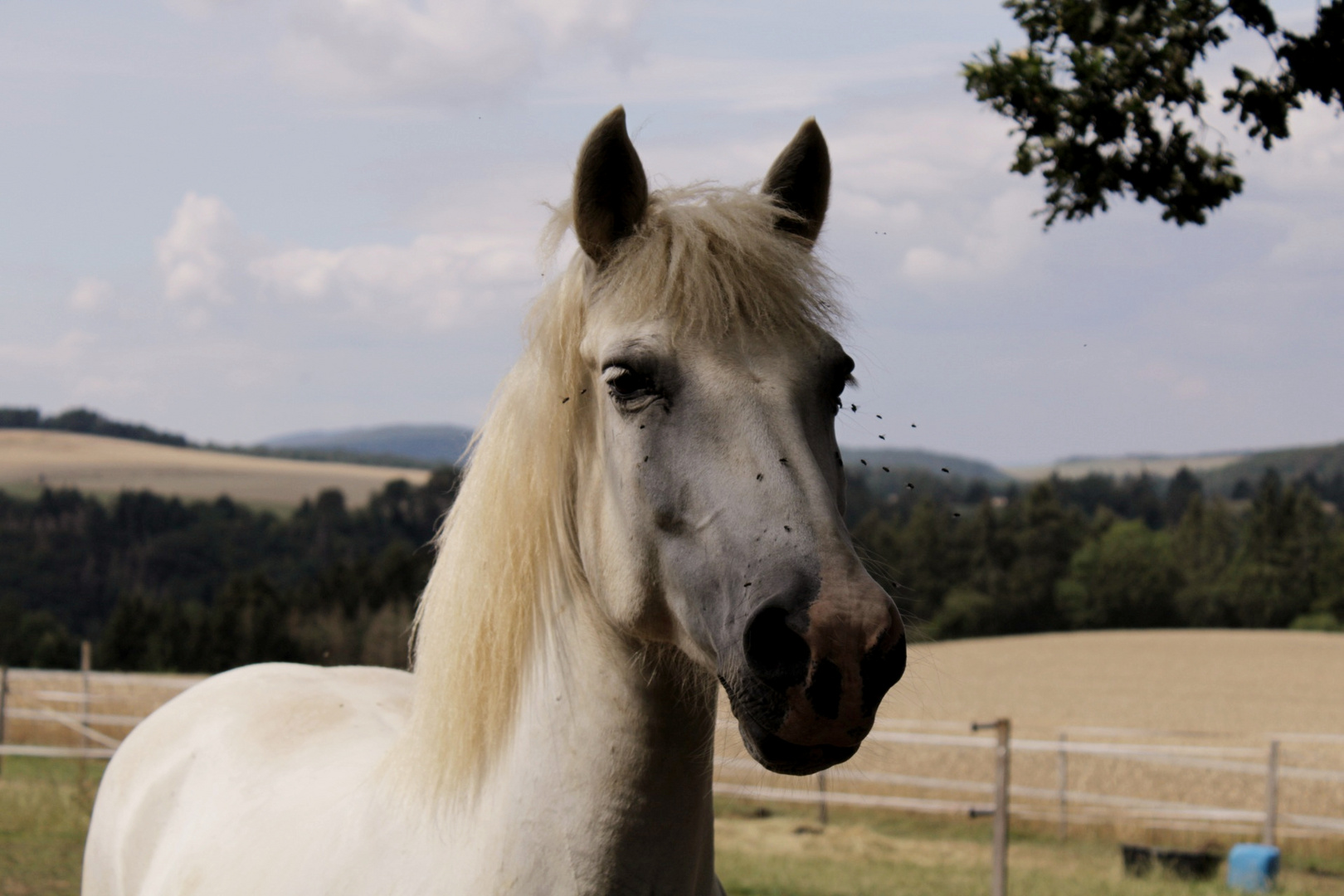 Pferd mit Begleitung 