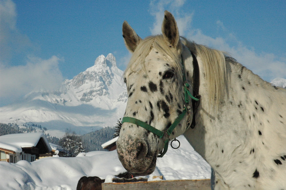 Pferd mit Bischofsmütze