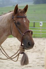 Pferd mit Bosal