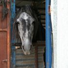 Pferd mit Durchblick