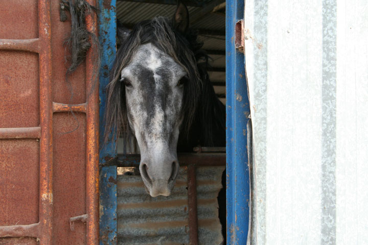 Pferd mit Durchblick