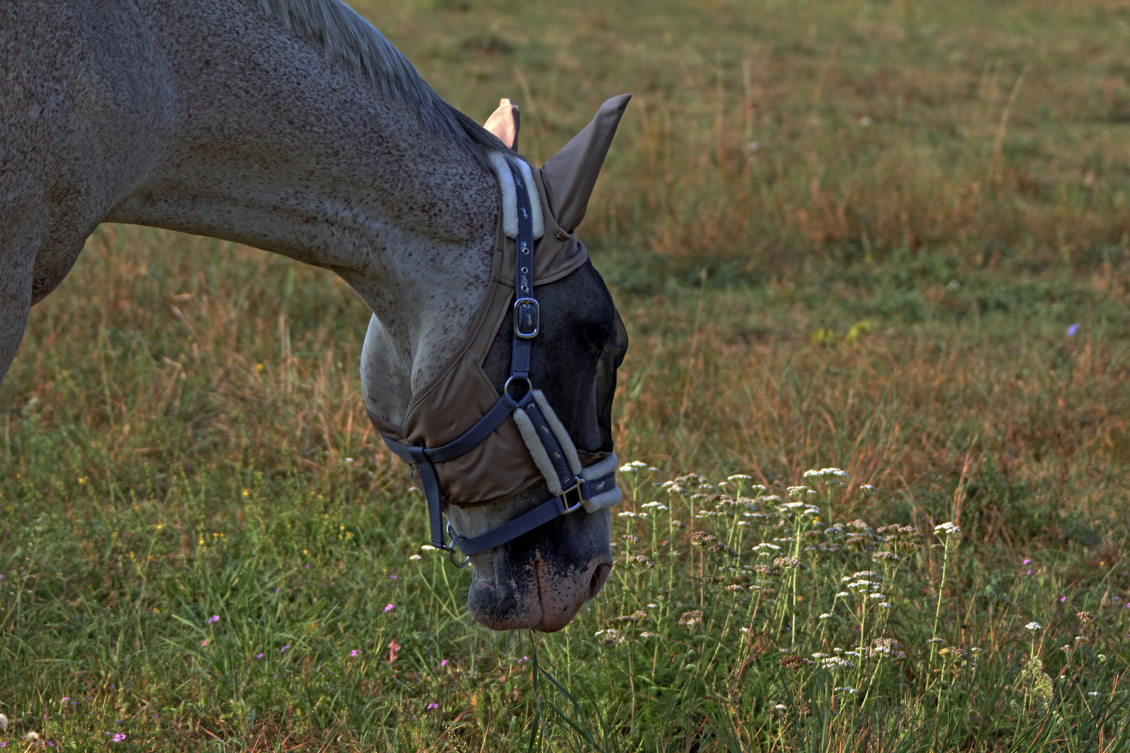 Pferd mit Fliegenmaske und Ohrenschutz