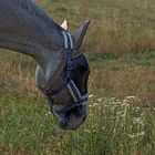 Pferd mit Fliegenmaske und Ohrenschutz