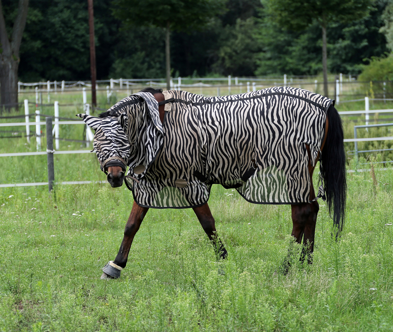 Pferd mit Fliegenschutz -1-