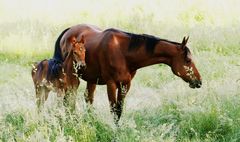 Pferd mit Fohlen