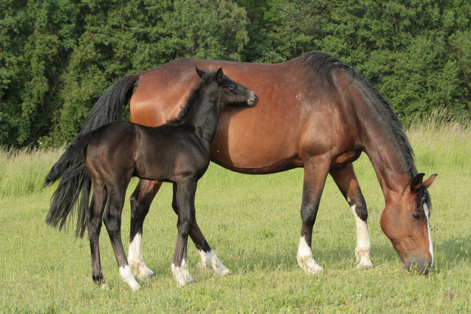 Pferd Mit Fohlen Foto Bild Tiere Haustiere Pferde Esel Maultiere Bilder Auf Fotocommunity