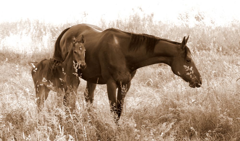 Pferd mit Fohlen in Sepia