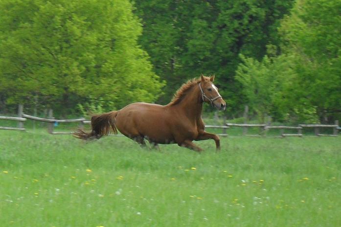 Pferd mit Frühlingsgefühlen...